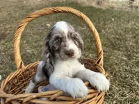 AKC Shania, a female Cocker Spaniel for sale in Athens, WI – Photo 4 of 10