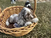 AKC Shania, a female Cocker Spaniel for sale in Athens, WI – Photo 7 of 10