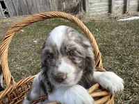 AKC Shania, a female Cocker Spaniel for sale in Athens, WI – Photo 5 of 10