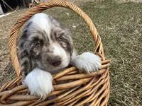 AKC Shania, a female Cocker Spaniel for sale in Athens, WI – Photo 8 of 10