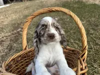 AKC Shania, a female Cocker Spaniel for sale in Athens, WI – Photo 2 of 10