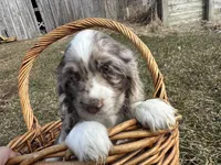 AKC Shania, a female Cocker Spaniel for sale in Athens, WI – Photo 9 of 10