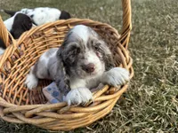 AKC Shania, a female Cocker Spaniel for sale in Athens, WI – Photo 3 of 10