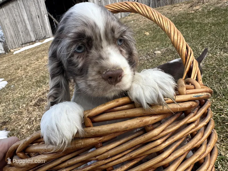 AKC Shania – Cocker Spaniel puppy for sale in Athens, WI