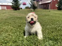 Julie, a female Bichon Frise and Shih Tzu for sale in Athens, WI – 5 of 10