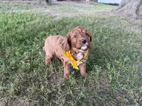 Gavin, a male Cavapoo for sale in Athens, WI – 7 of 10