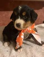 AKC Vada, a female Bernese Mountain Dog for sale in Athens, WI – 9 of 10