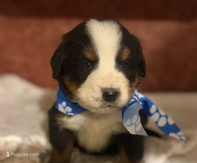 AKC Vinnie – Bernese Mountain Dog puppy for sale in Athens, WI
