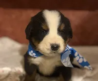 AKC Vinnie, a male Bernese Mountain Dog for sale in Athens, WI – 1 of 10