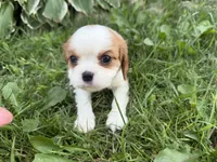 AKC Beth, a female Cavalier King Charles Spaniel for sale in Athens, WI – 8 of 10
