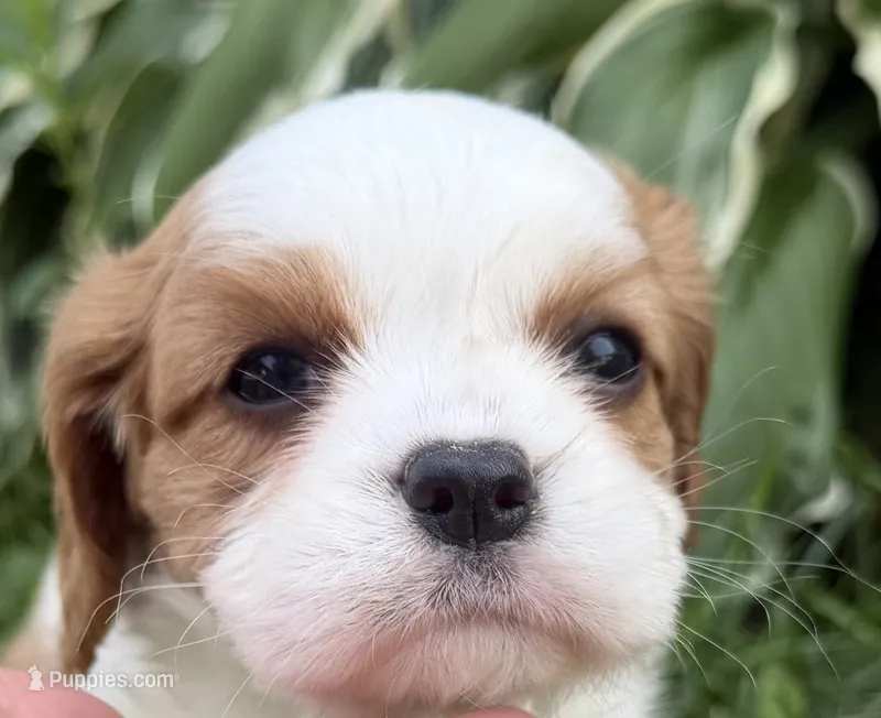 AKC Bristol  – Cavalier King Charles Spaniel puppy for sale in Athens, WI