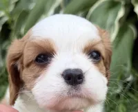 AKC Bristol , a female Cavalier King Charles Spaniel for sale in Athens, WI – 1 of 10