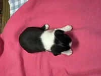 Pyper, a female Boston Terrier for sale in Athens, WI – 2 of 3