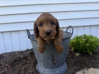 Craig, a male Cockapoo for sale in Athens, WI – 5 of 10