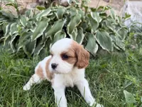 AKC Bristol , a female Cavalier King Charles Spaniel for sale in Athens, WI – 8 of 10