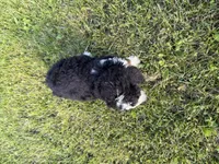 Turbo, a male Bernedoodle for sale in Athens, WI – 9 of 10