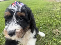 Skye, a female Bernedoodle for sale in Athens, WI – 5 of 10