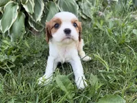 AKC Beatrice, a female Cavalier King Charles Spaniel for sale in Athens, WI – 4 of 10
