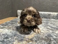 Marian, a female Cocker Spaniel for sale in Athens, WI – Photo 3 of 4