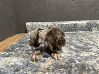 Marian, a female Cocker Spaniel for sale in Athens, WI – Photo 4 of 4