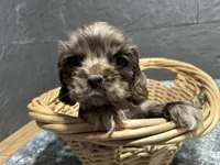Marian, a female Cocker Spaniel for sale in Athens, WI – Photo 2 of 4