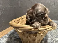 Marian, a female Cocker Spaniel for sale in Athens, WI – Photo 1 of 4