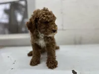 Johnny, a male Poodle - Toy  for sale in Athens, WI – Photo 6 of 9