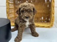 Johnny, a male Poodle - Toy  for sale in Athens, WI – Photo 7 of 9