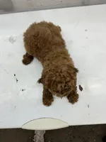 Johnny, a male Poodle - Toy  for sale in Athens, WI – Photo 4 of 9