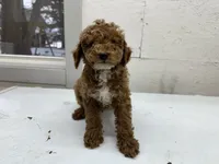 Johnny, a male Poodle - Toy  for sale in Athens, WI – Photo 1 of 9