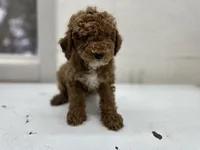 Johnny, a male Poodle - Toy  for sale in Athens, WI – Photo 3 of 9