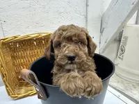 Johnny, a male Poodle - Toy  for sale in Athens, WI – Photo 9 of 9