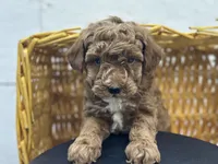 Johnny, a male Poodle - Toy  for sale in Athens, WI – Photo 8 of 9