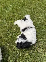 Jo, a female Bichon Frise and Shih Tzu for sale in Athens, WI – 6 of 10