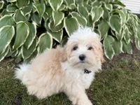 Carson, a male Maltipoo for sale in Athens, WI – 10 of 10