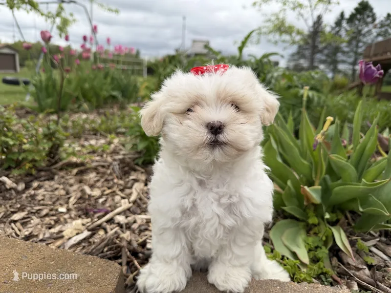 Lexi – Poodle - Miniature , Mal Shi puppy for sale in Athens, WI