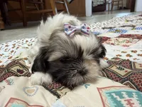 Stars, a female Shih Tzu for sale in Athens, WI – 8 of 10