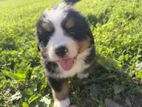 AKC Gabby, a female Bernese Mountain Dog for sale in Athens, WI – 3 of 10