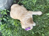 Carrie, a female Cockapoo for sale in Athens, WI – 8 of 10