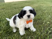 Donnie, a male Bichon Frise and Shih Tzu for sale in Athens, WI – 4 of 10