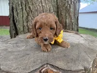 Gavin, a male Cavapoo for sale in Athens, WI – 10 of 10