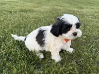 Donnie, a male Bichon Frise and Shih Tzu for sale in Athens, WI – 8 of 10