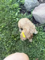 Christy, a female Cockapoo for sale in Athens, WI – 10 of 10