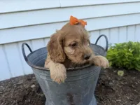 Carlee, a female Cockapoo for sale in Athens, WI – 6 of 10