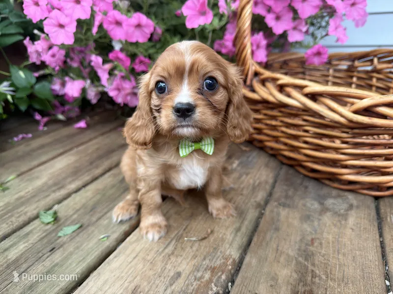 Duke – Cavalier King Charles Spaniel puppy for sale in Athens, WI