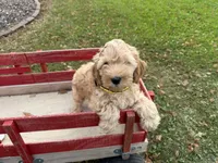 Samson, a male Miniature Goldendoodle for sale in Athens, WI – 9 of 10