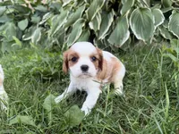AKC Beatrice, a female Cavalier King Charles Spaniel for sale in Athens, WI – 7 of 10