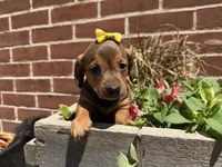 Queen , a female Miniature Dachshund for sale in Athens, WI – 4 of 10