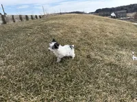 Joe, a male Yorkshire Terrier for sale in Athens, WI – Photo 10 of 10