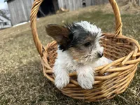 Joe, a male Yorkshire Terrier for sale in Athens, WI – Photo 3 of 10